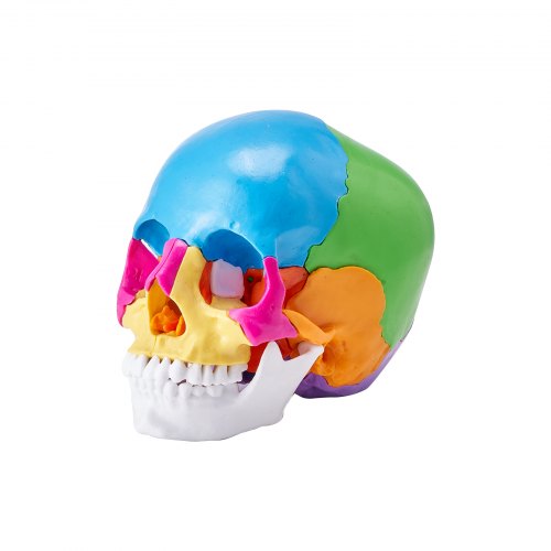 Human Skull Model 22 Parts Human Skull Anatomy LifeSize Painted Anatomy