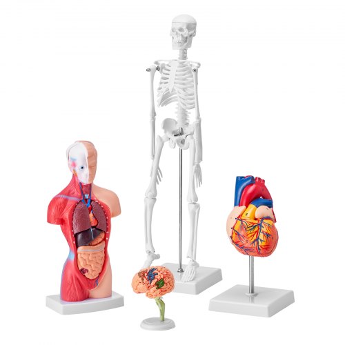 Human Anatomy Models Bundle Set Brain Human Torso Body Heart Skeleton