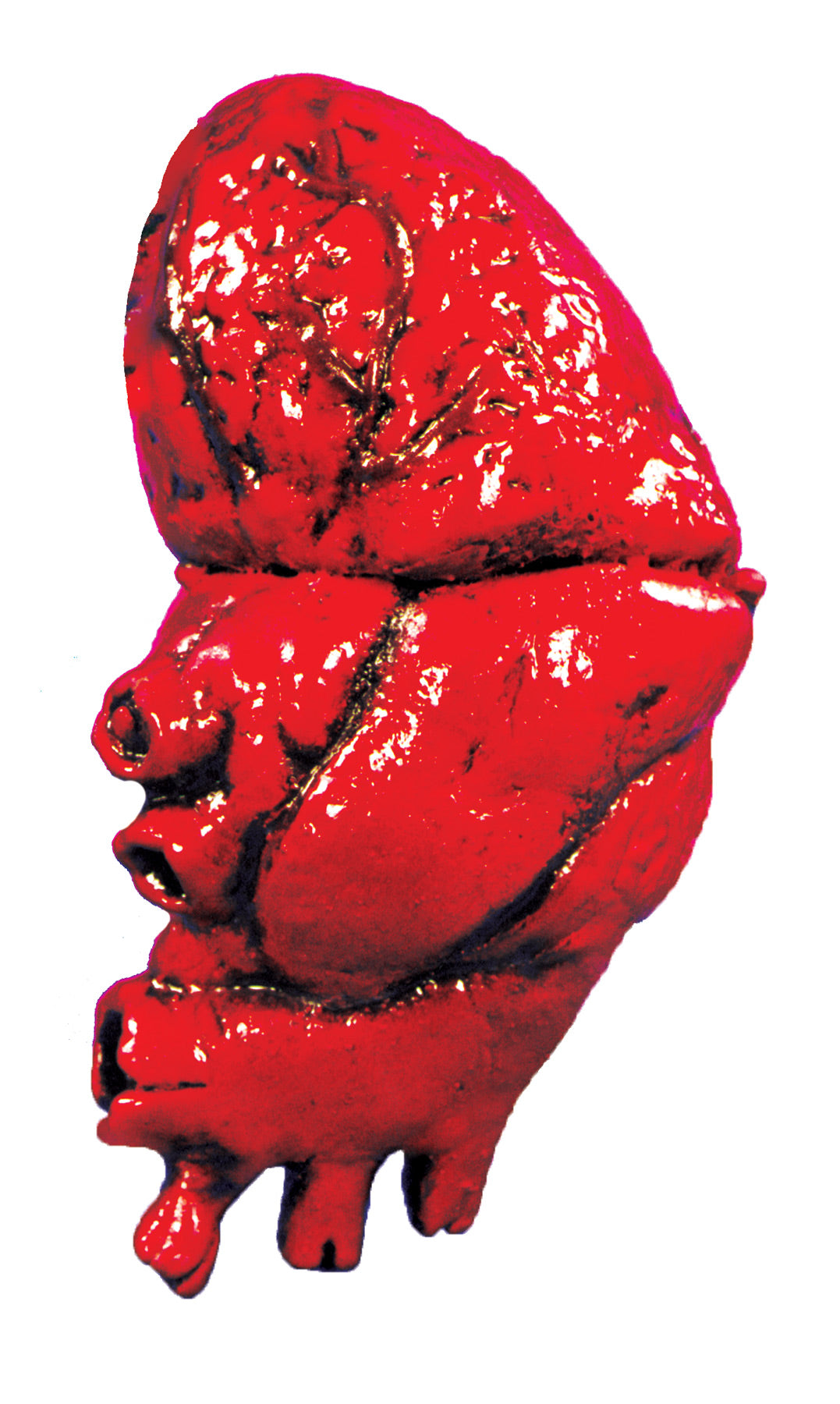 Bloody Heart Prop | Halloween Decoration