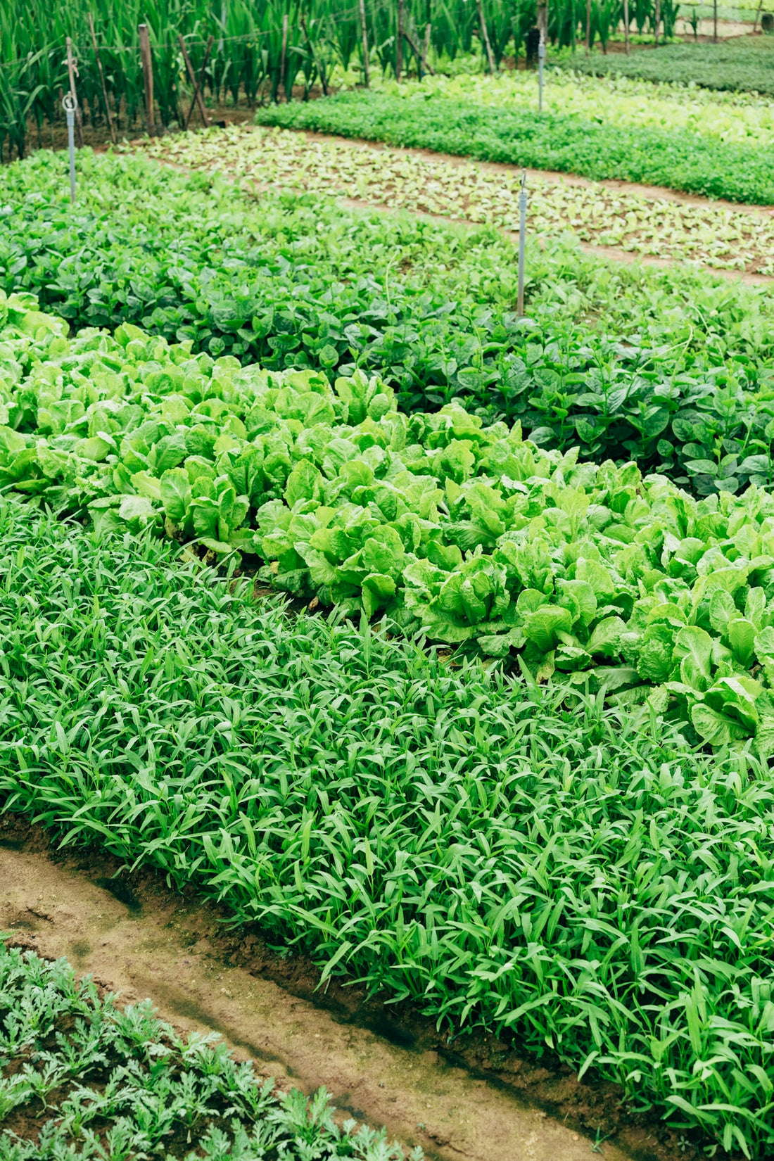 Rows of leafy green vegetables growing in a garden in Hội An, Vietnam