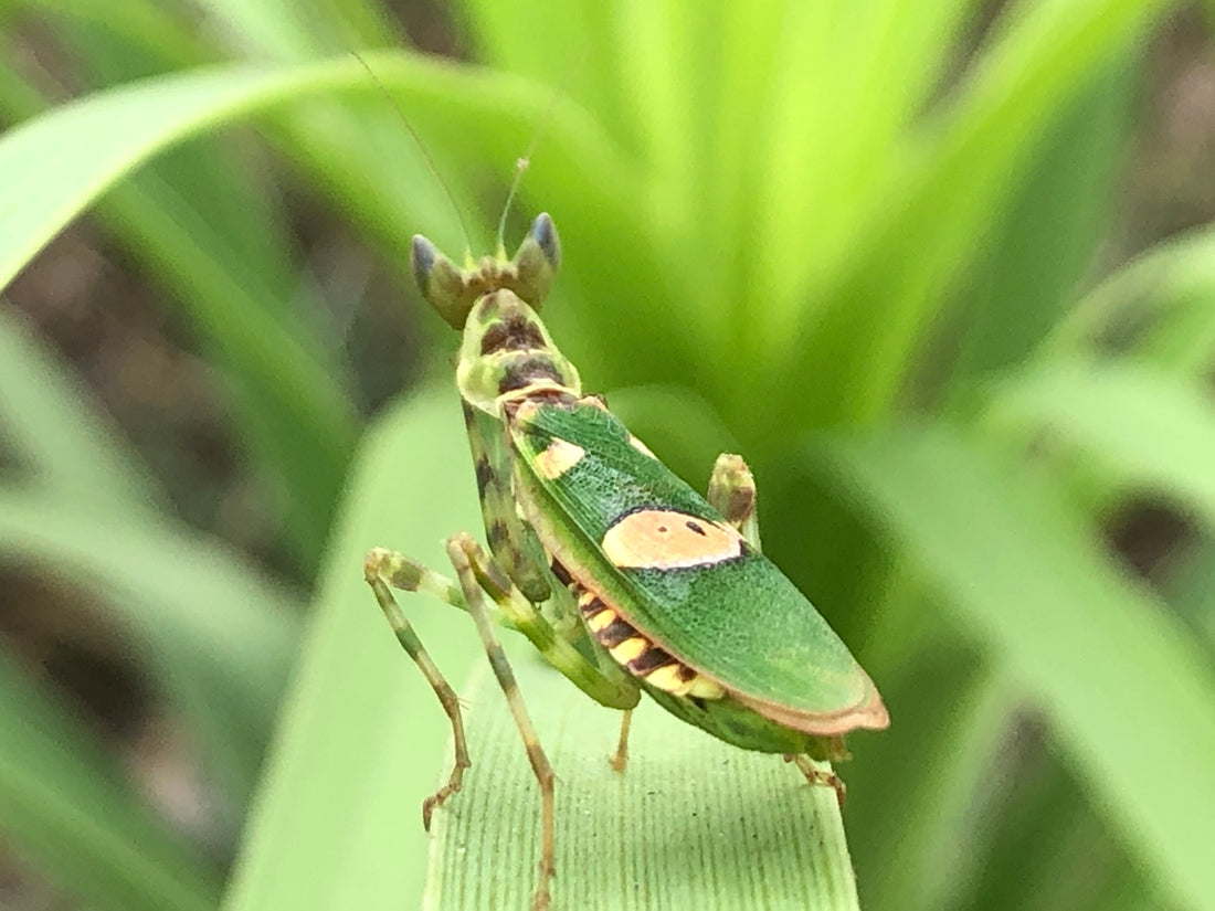green and black grasshopper perched on green leaf in close up photography during daytime