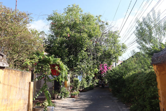 a path with trees and plants on the side