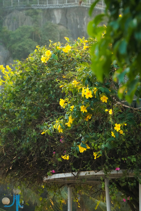a tree with yellow flowers growing on it