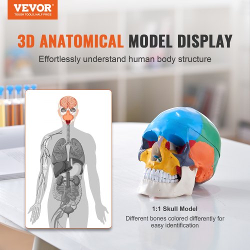 Human Skull Model 8 Parts Brain 3 Parts Skull LifeSize Painted Anatomy