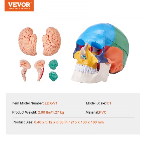 Human Skull Model 8 Parts Brain 3 Parts Skull LifeSize Painted Anatomy