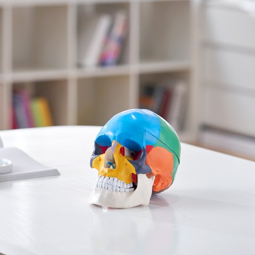 Human Skull Model 8 Parts Brain 3 Parts Skull LifeSize Painted Anatomy