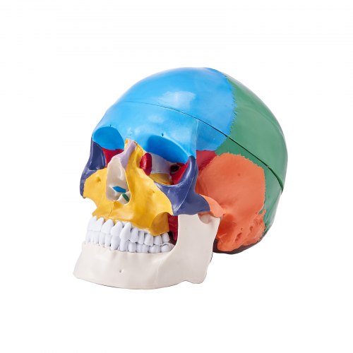 Human Skull Model 8 Parts Brain 3 Parts Skull LifeSize Painted Anatomy