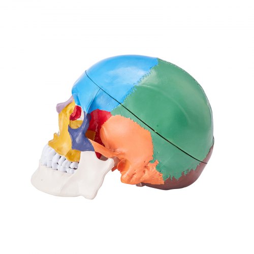 Human Skull Model 8 Parts Brain 3 Parts Skull LifeSize Painted Anatomy
