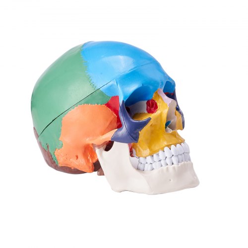 Human Skull Model 8 Parts Brain 3 Parts Skull LifeSize Painted Anatomy