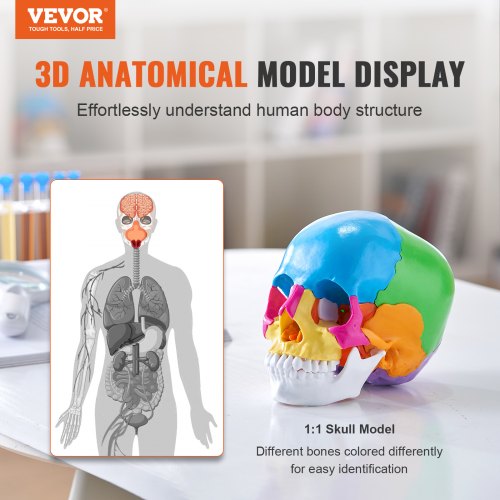 Human Skull Model 22 Parts Human Skull Anatomy LifeSize Painted Anatomy