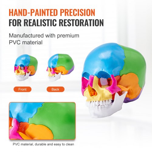 Human Skull Model 22 Parts Human Skull Anatomy LifeSize Painted Anatomy