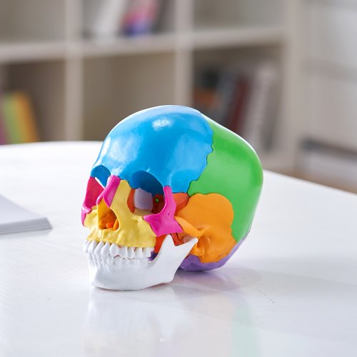 Human Skull Model 22 Parts Human Skull Anatomy LifeSize Painted Anatomy