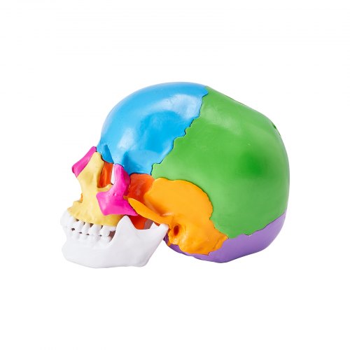 Human Skull Model 22 Parts Human Skull Anatomy LifeSize Painted Anatomy