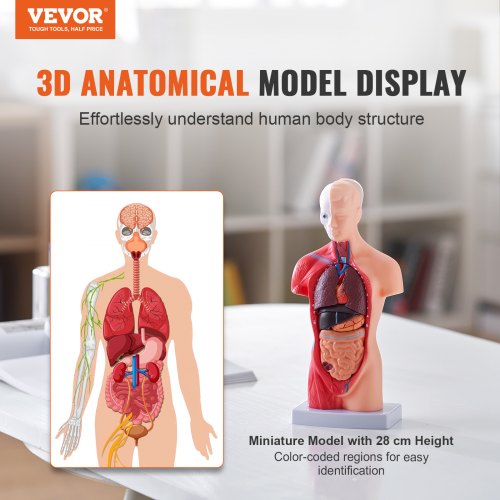 Human Body Model 15 Parts 11 inch Human Torso Anatomy Model Anatomical