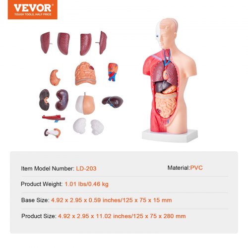 Human Body Model 15 Parts 11 inch Human Torso Anatomy Model Anatomical