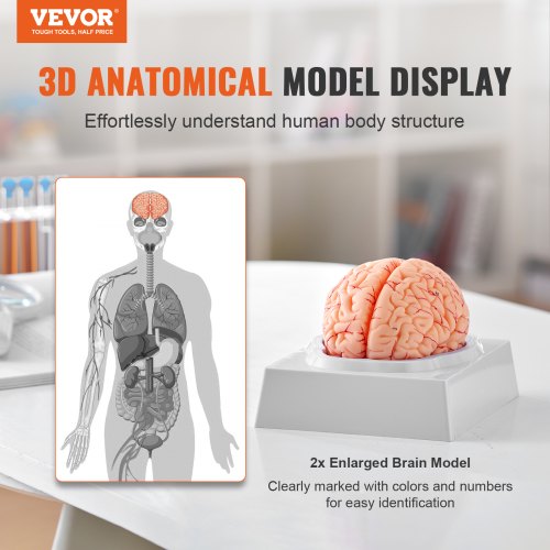 Human Brain Model Anatomy 11 LifeSize 9Part Human Brain Anatomical Model