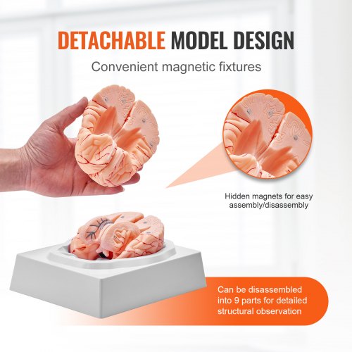 Human Brain Model Anatomy 11 LifeSize 9Part Human Brain Anatomical Model