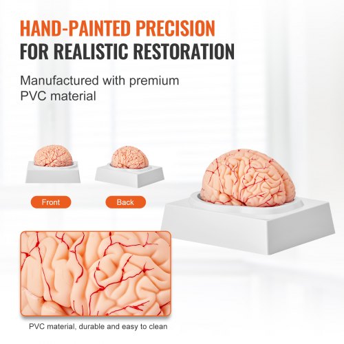 Human Brain Model Anatomy 11 LifeSize 9Part Human Brain Anatomical Model
