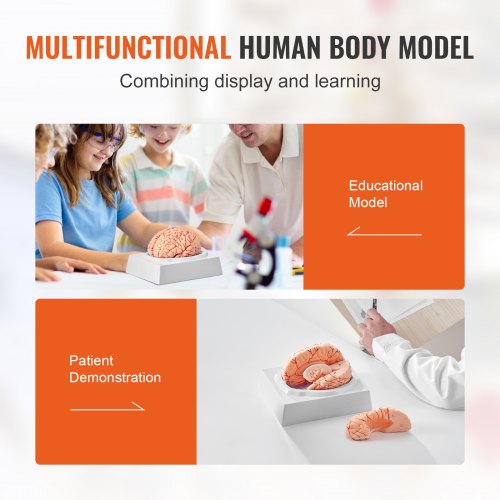 Human Brain Model Anatomy 11 LifeSize 9Part Human Brain Anatomical Model
