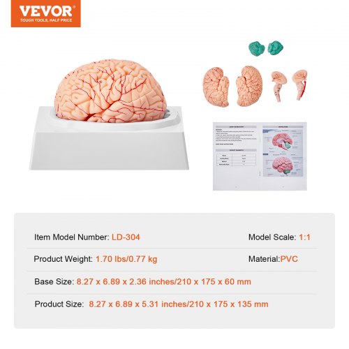 Human Brain Model Anatomy 11 LifeSize 9Part Human Brain Anatomical Model