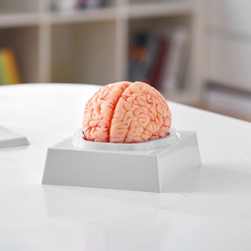 Human Brain Model Anatomy 11 LifeSize 9Part Human Brain Anatomical Model