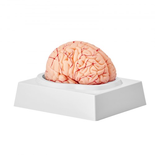 Human Brain Model Anatomy 11 LifeSize 9Part Human Brain Anatomical Model