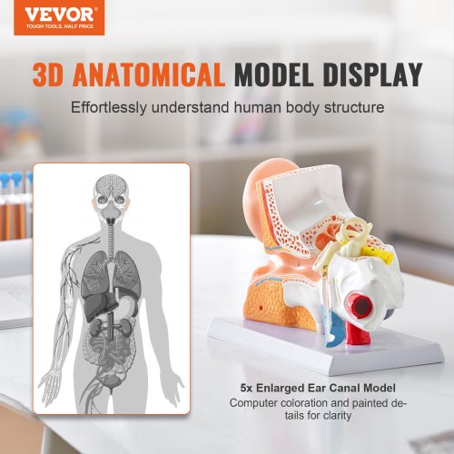 Human Ear Anatomy Model 3 Parts 5 Times Enlarged Human Ear Model Displaying