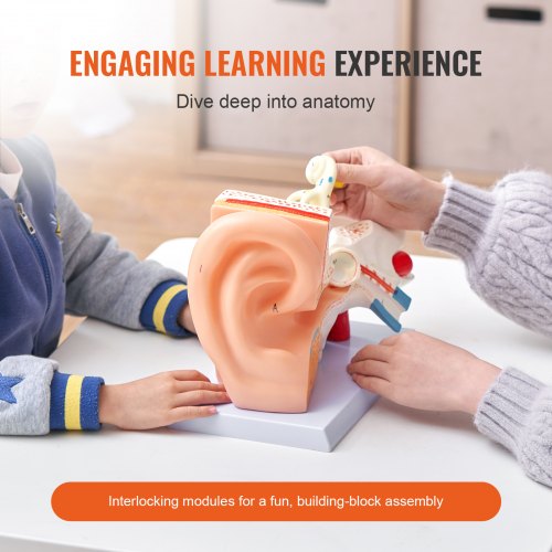 Human Ear Anatomy Model 3 Parts 5 Times Enlarged Human Ear Model Displaying