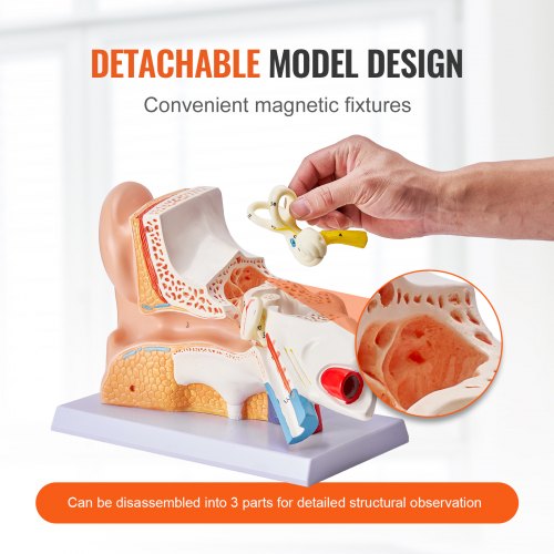 Human Ear Anatomy Model 3 Parts 5 Times Enlarged Human Ear Model Displaying