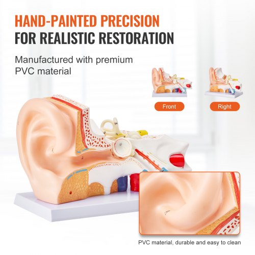 Human Ear Anatomy Model 3 Parts 5 Times Enlarged Human Ear Model Displaying