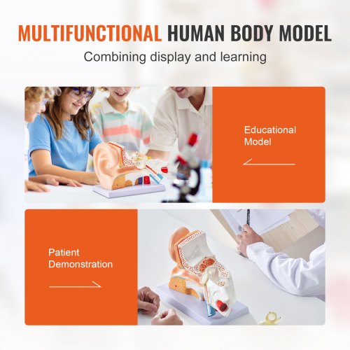Human Ear Anatomy Model 3 Parts 5 Times Enlarged Human Ear Model Displaying