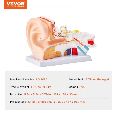 Human Ear Anatomy Model 3 Parts 5 Times Enlarged Human Ear Model Displaying