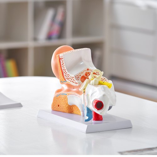 Human Ear Anatomy Model 3 Parts 5 Times Enlarged Human Ear Model Displaying