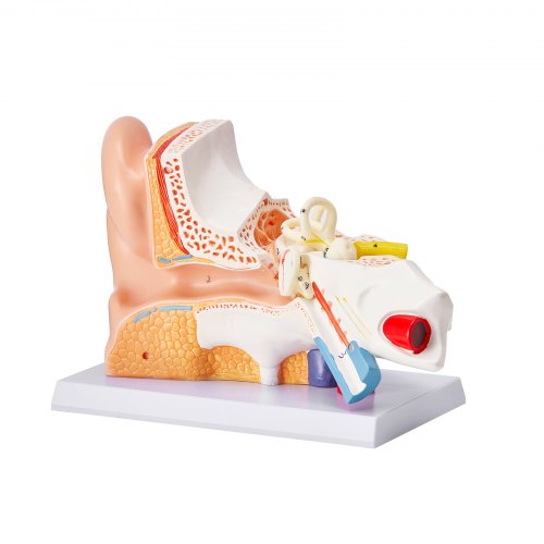 Human Ear Anatomy Model 3 Parts 5 Times Enlarged Human Ear Model Displaying