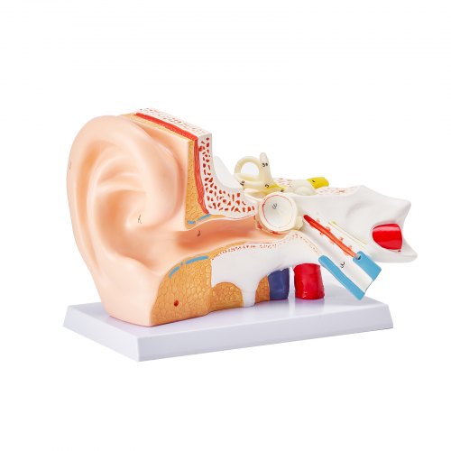 Human Ear Anatomy Model 3 Parts 5 Times Enlarged Human Ear Model Displaying