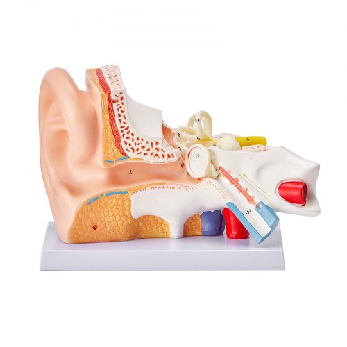 Human Ear Anatomy Model 3 Parts 5 Times Enlarged Human Ear Model Displaying