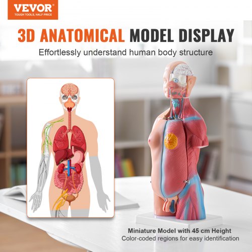 Human Body Model 23 Parts 18 inch Human Torso Anatomy Model Unisex