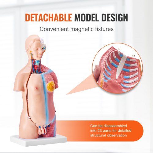 Human Body Model 23 Parts 18 inch Human Torso Anatomy Model Unisex