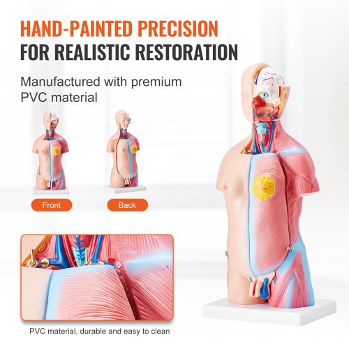 Human Body Model 23 Parts 18 inch Human Torso Anatomy Model Unisex