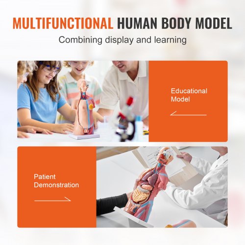 Human Body Model 23 Parts 18 inch Human Torso Anatomy Model Unisex
