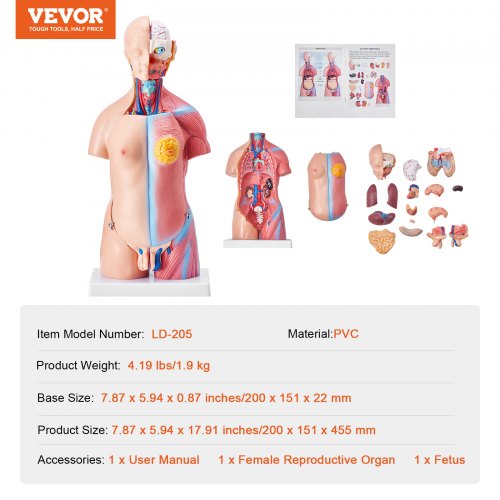 Human Body Model 23 Parts 18 inch Human Torso Anatomy Model Unisex