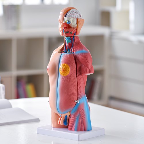 Human Body Model 23 Parts 18 inch Human Torso Anatomy Model Unisex