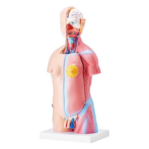 Human Body Model 23 Parts 18 inch Human Torso Anatomy Model Unisex