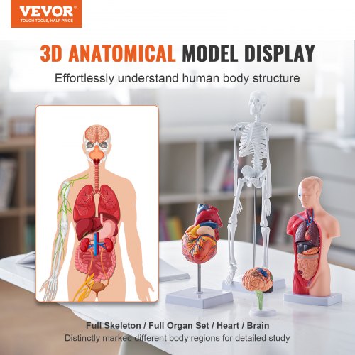 Human Anatomy Models Bundle Set Brain Human Torso Body Heart Skeleton
