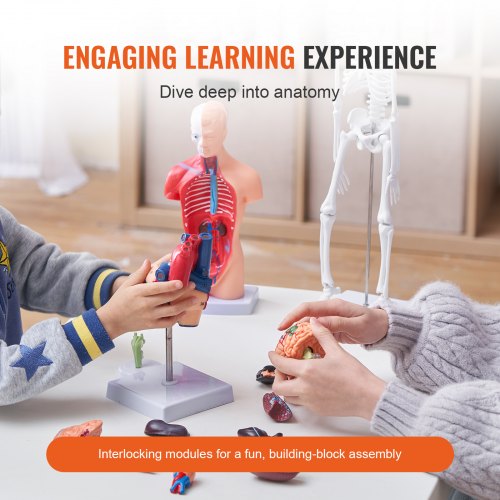 Human Anatomy Models Bundle Set Brain Human Torso Body Heart Skeleton