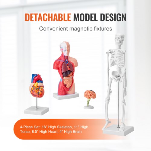 Human Anatomy Models Bundle Set Brain Human Torso Body Heart Skeleton