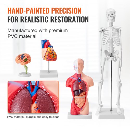 Human Anatomy Models Bundle Set Brain Human Torso Body Heart Skeleton