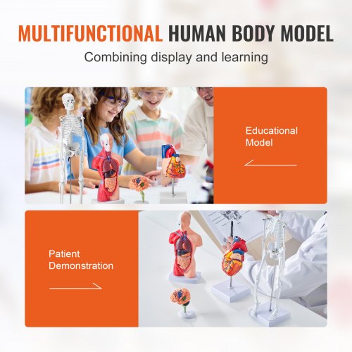 Human Anatomy Models Bundle Set Brain Human Torso Body Heart Skeleton