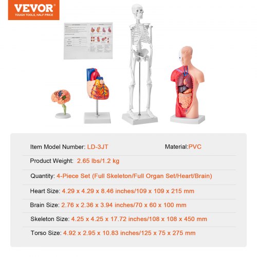 Human Anatomy Models Bundle Set Brain Human Torso Body Heart Skeleton