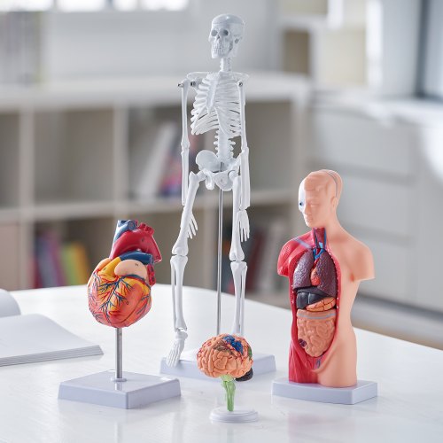 Human Anatomy Models Bundle Set Brain Human Torso Body Heart Skeleton
